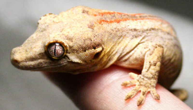 Información general del Gecko Gárgola (Rhacodactylus auriculatus)