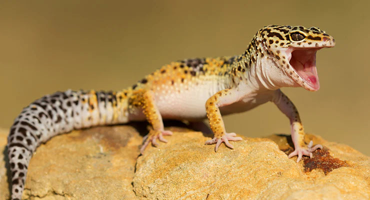 Leopard geckos: characteristics, behavior, origin, feeding and care