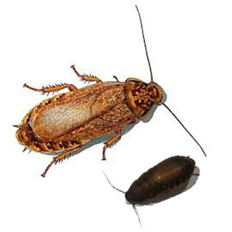Differences between the Lobster Cockroach and other species of cockroa