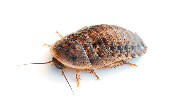 Cuidados de la Cucaracha Dubia (Bláptica Dubia)