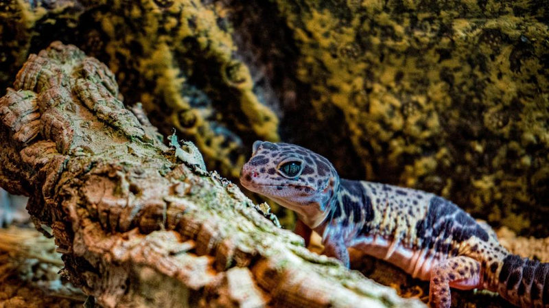 Iluminación Adecuada para el Gecko Leopardo