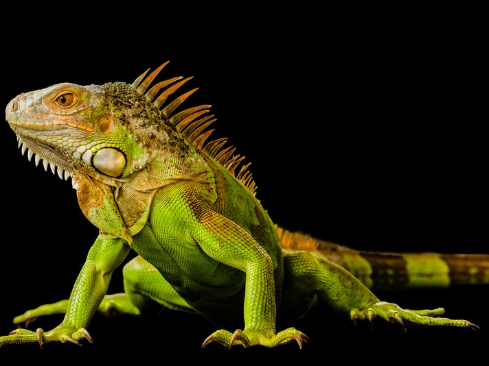 ¿Pensando en tener una iguana verde como mascota? Aqui te contamos que puedes esperar