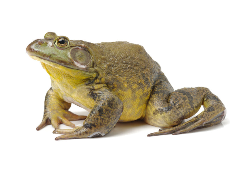 Essential Care Guide for the American Bullfrog (Rana catesbeiana) 🐸