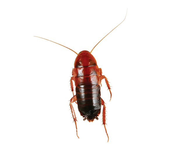 Cucarachas Red Runner Vivas (Shelfordella lateralis) Ninfas 1 Cm Aprox