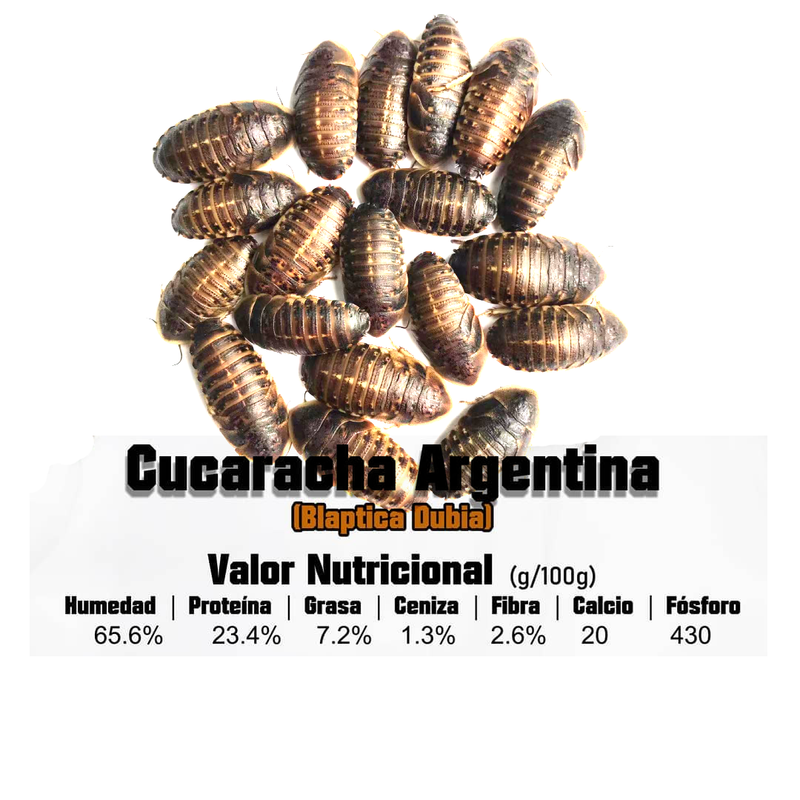 Cucarachas Dubia Vivas (Bláptica Dubia) Ninfas 1 Cm Aprox