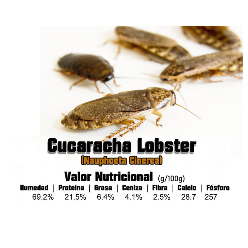 Cucarachas Lobster Vivas (Nauphoeta Cinérea) Ninfas 1 cm Aprox